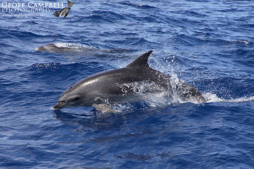 Bottle-nosed Dolphin