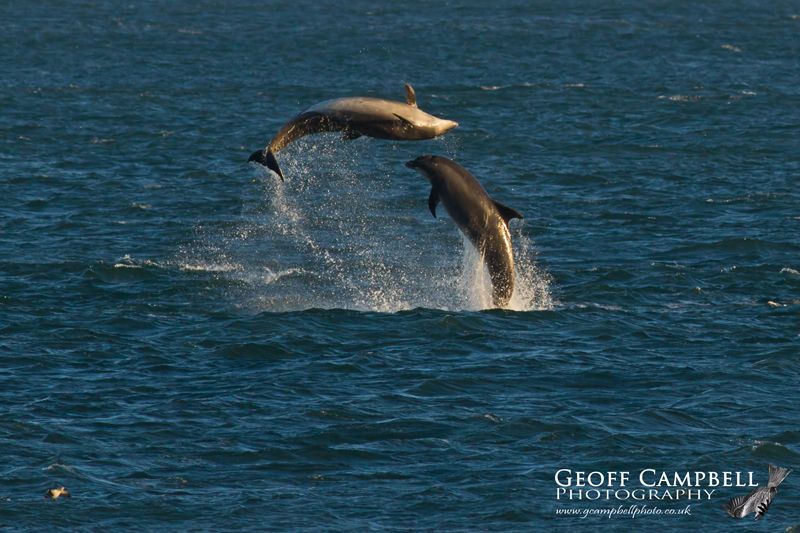 Bottle-nosed Dolphins