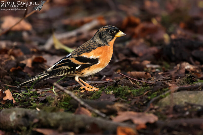 Brambling (Fringilla montifringilla)