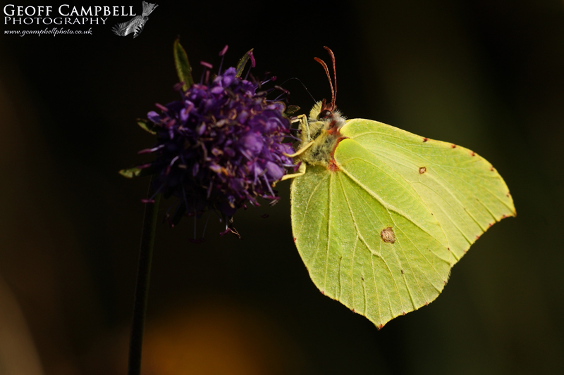 Brimstone