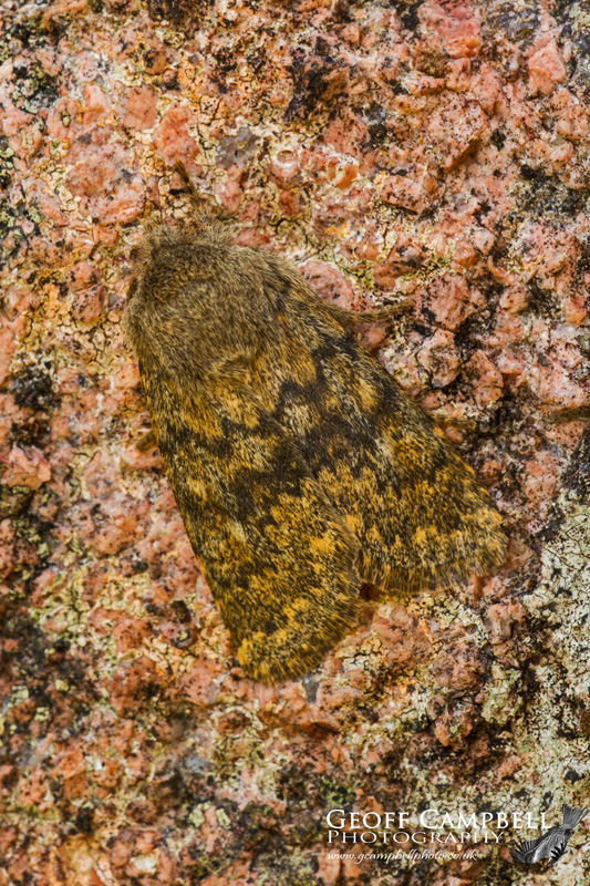 Brindled Orchre