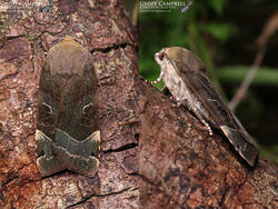 Broad Bordered Yellow Underwing additional