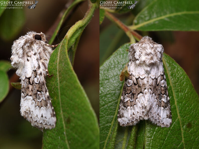 Broad-barred White (Hecatera bicolorata)