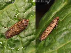 28.010 Hofmannophila puesdospretella - Brown House Moth