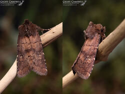 Brown Rustic (Rusina ferruginea)