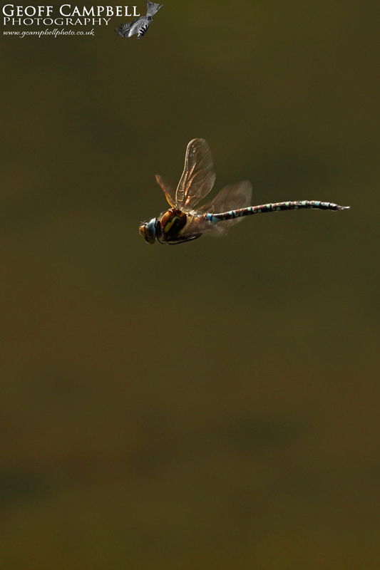 Brown/Amber-winged Hawker (Aeshna grandis)
