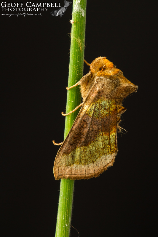Burnished Brass