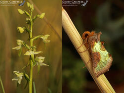 Moths such as the stunning Burnished Brass are the key pollinators of many of our wild orchids, such as the Butterfly Orchid. The flowers have co-evolved with moths, giving of their greatest fragrance at night. The moths long proboscis is required to access the nectar, whilst to sepals required for pollination are perfectly located to attach to the head of the moth.