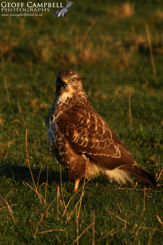 Buzzard
