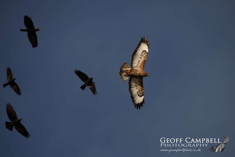 Buzzard & Jackdaws