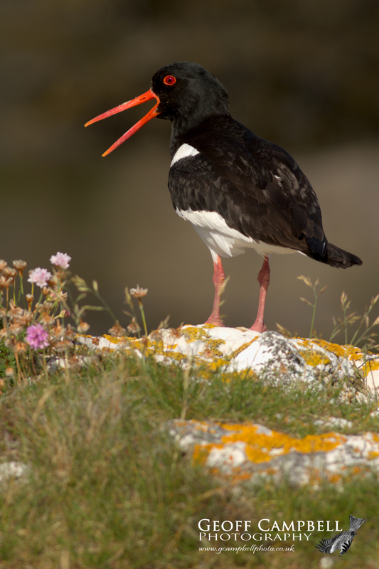 Calling Oystercatcher