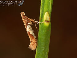 15.010 Caloptilia stigmatella - Willow Stilt
