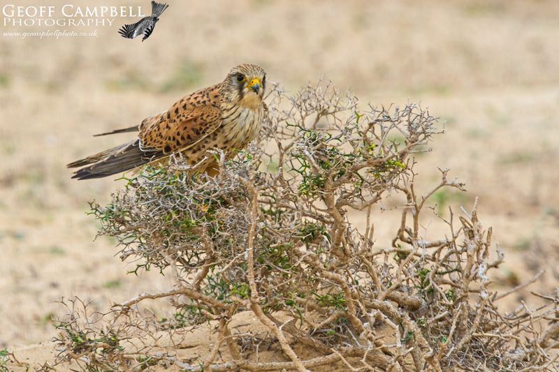 Canarian Kestrel (Falco tinnunculus canariensis)