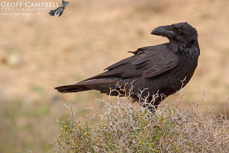 Canarian Raven (Corvus corax tingitanus)