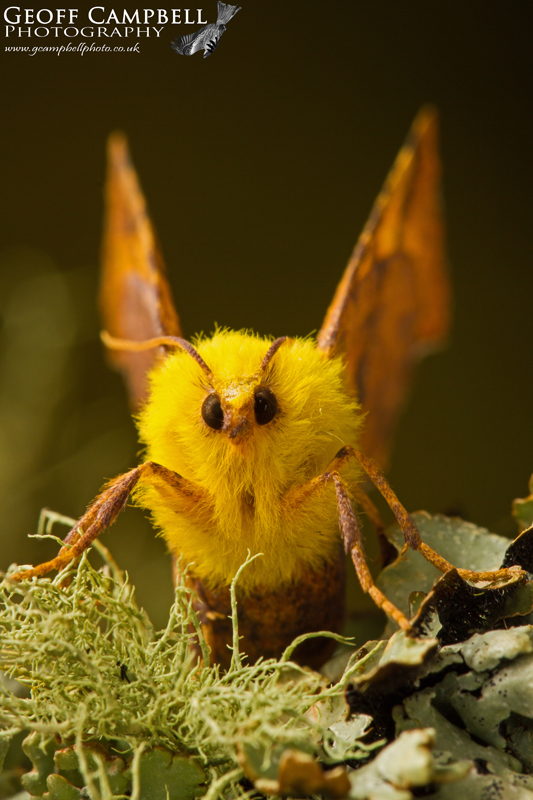 Canary Shouldered Thorn