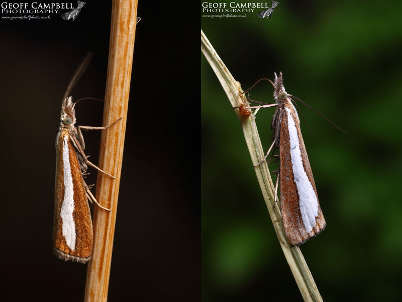 Catoptia margaritellla