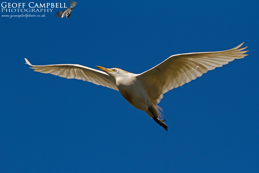 Cattle Egret