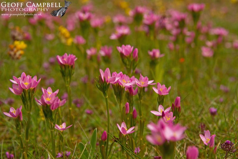 Centaury