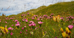 Species rich grasslands are an important source of nectar for adult moths and provide a wide range of food-plants for their larvae. Decades of loss and fragmentation has had significant impacts on our nature.