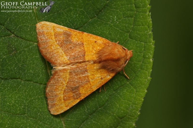 Centre Barred Sallow