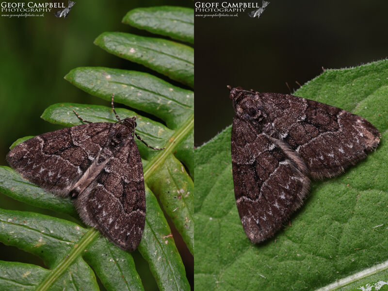 Chestnut-coloured Carpet (Thera cognata)