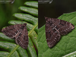 Chestnut-coloured Carpet (Thera cognata)