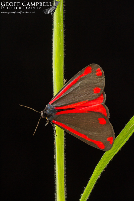 Cinnabar