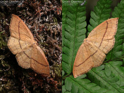Clay Triple-lines (Cyclophora linearia)