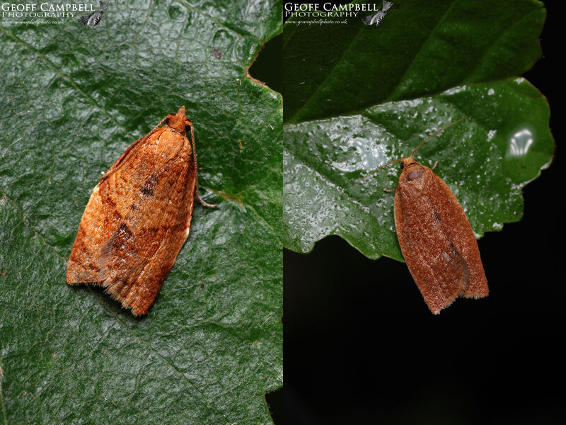 49.038 Clepsis consimilana - Rufous Tortrix