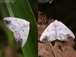 Clouded Silver (Lomographa temerata)