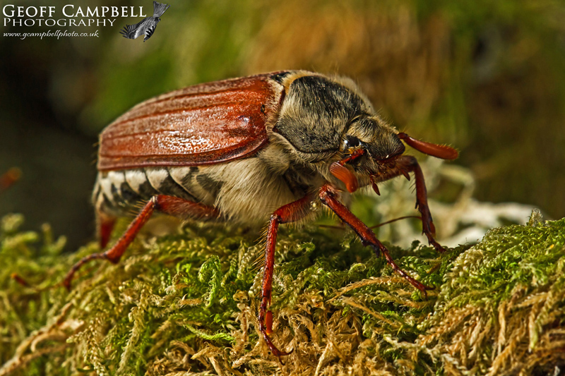 Cockchaffer