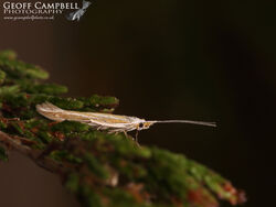 3.063 Coleophora albicosta - Gorse Case-bearer