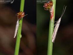 37.063 Coleophora albicosta (Gorse Case-bearer)
