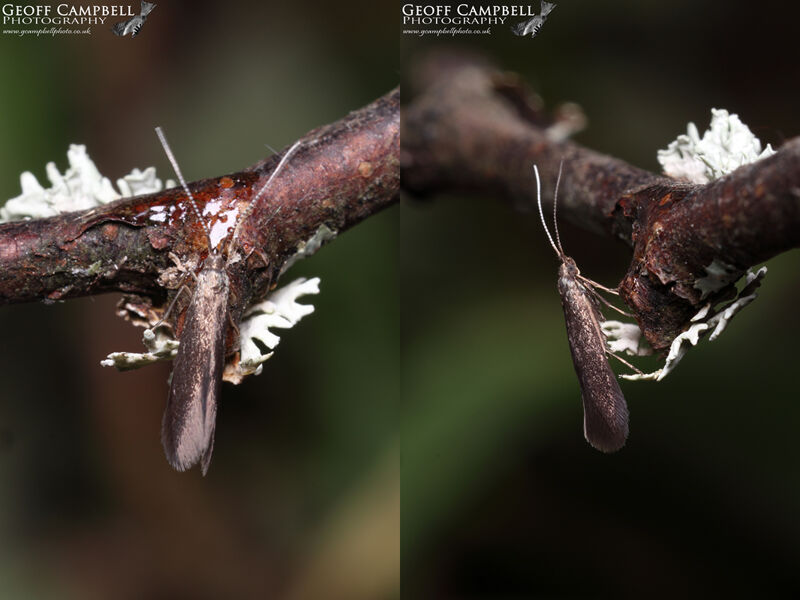 37.015 Coleophora serratella (Common Case-bearer)