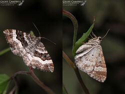 Common Carpet (Epirrhoe alternata)