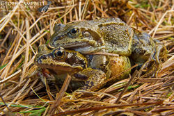 Common Frog (Rana temporaria)