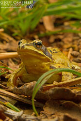 Common Frog (Rana temporaria)