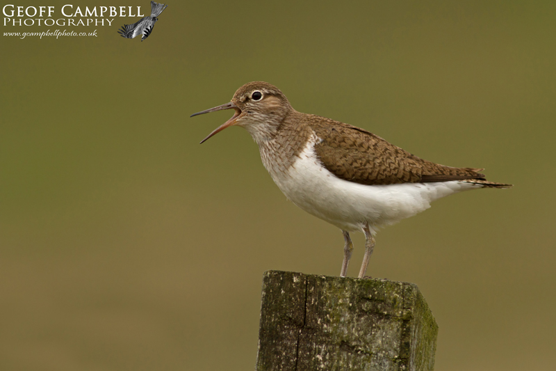 Common Sandpiper