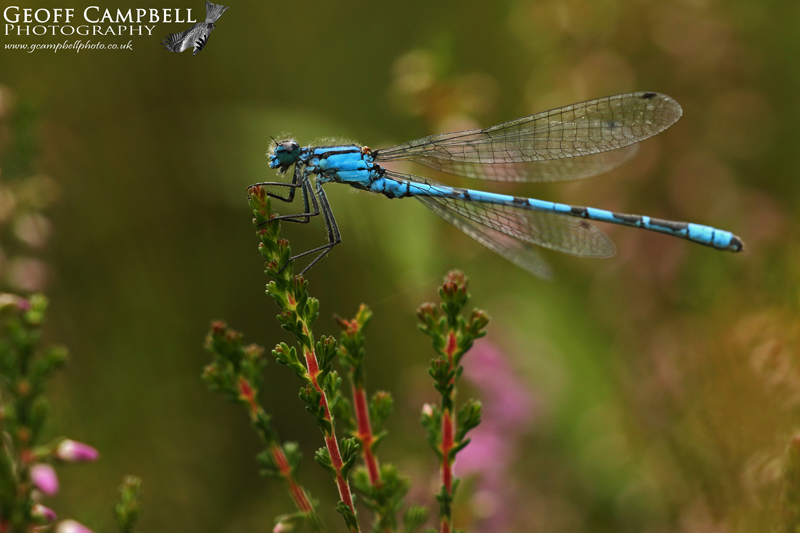 Common Bluet/Common Blue Damselfly (Enallagma cyathigerum)