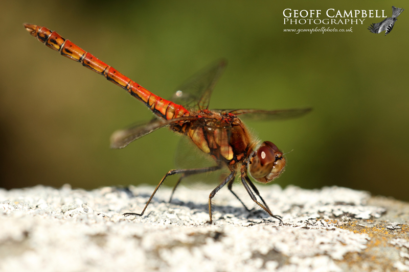 Common Darter (Sympetrum striolatum) - male