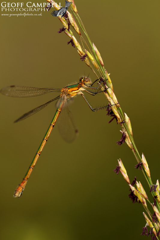 Emerald Damselfly - Female (Lestes sponsa)