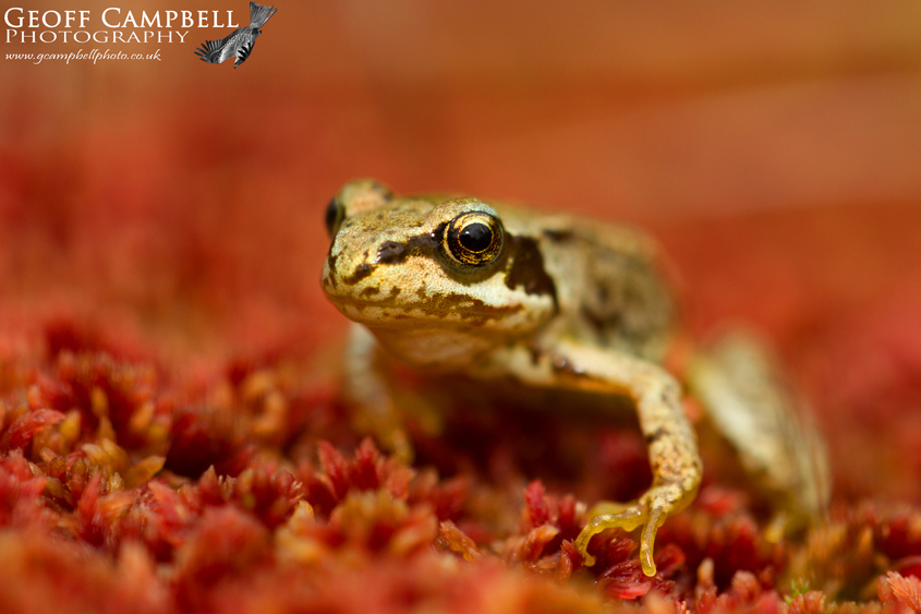 Young Common Frog on the a red carpet of sphagnum