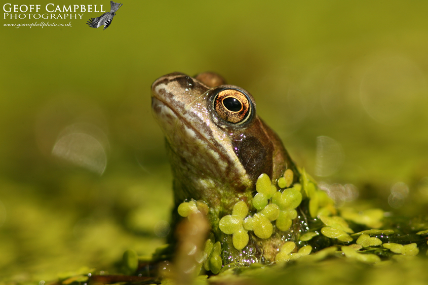 Common Frog