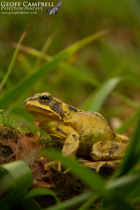 Common Frog in the Oakwood