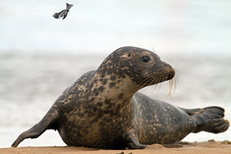 Common Seal