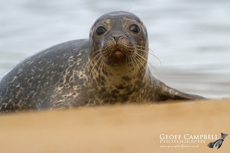 Common Seal
