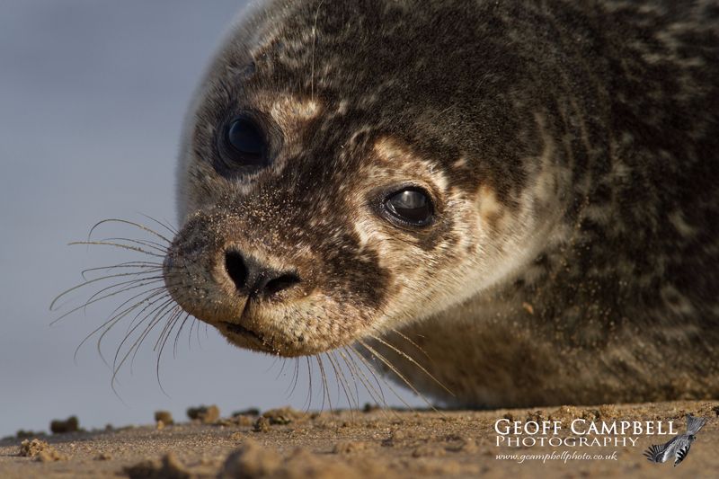 Common Seal