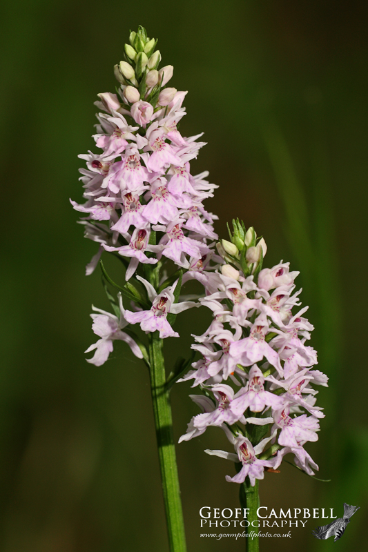 Common Spotted Orchid