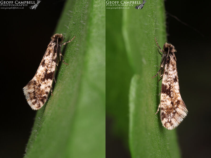12.016 Nemapogon cloacella (Cork Moth)