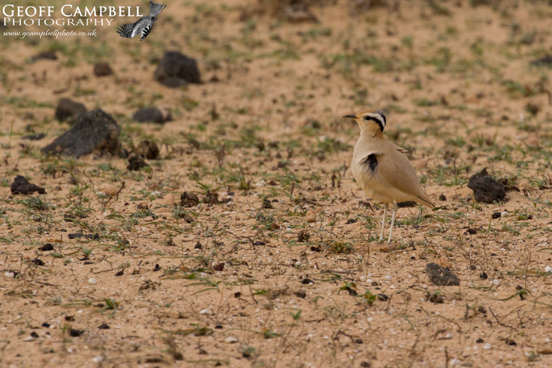Cream Coloured Courser (Cursorius cursor)
